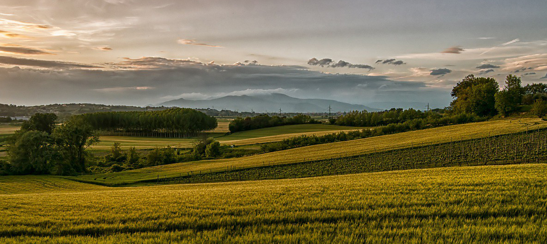 Vivaldi  Molise - E per non morire, mangiava erba e radici; e